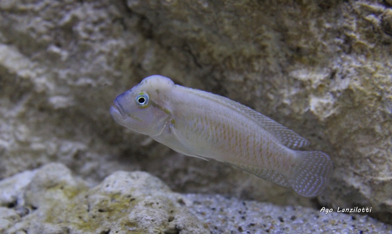 Telmatochromis cf. temporalis burgeoni